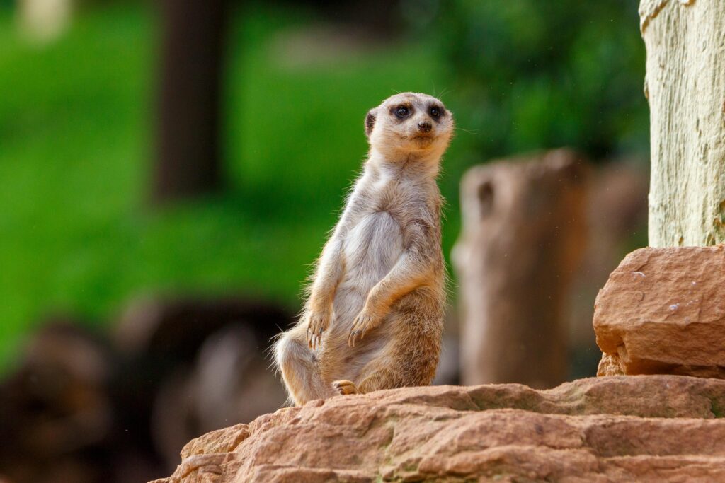 The Elegant In-16 Nixie Watch: A Stylish Timepiece at an Affordable Price