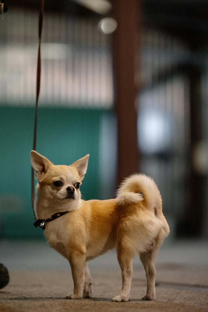 The Elegant In-16 Nixie Watch: A Stylish Timepiece at an Affordable Price